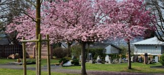 Blick auf den Friedhof Cölbe im Frühling