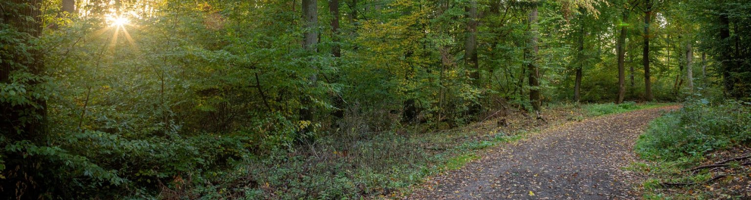 Junkernpfad-Weg
