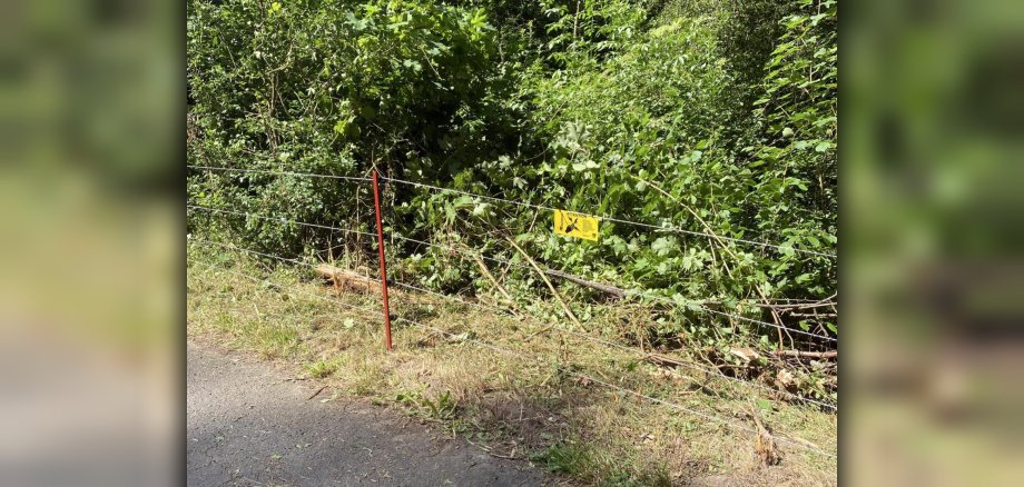 Unweit der Biedenkopfer Stadtteile Wallau und Breidenstein haben Mitarbeitende des Veterinärbehörde des Krieses und von Hessen Forst am Wochenende damit begonnen, einen Schutzzaun zu errichten. Damit soll Wildschweinen, die möglicherweise mit der Afrikanischen Schweinepest infiziert sind, der Wechsel aus Nordrhein-Westfalen nach Hessen erschwert werden. (Foto: Landkreis Marburg-Biedenkopf)