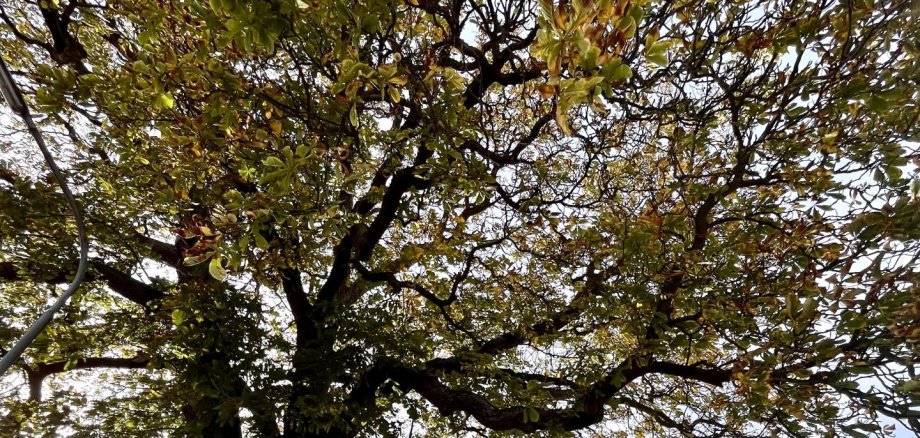Bäume übernehmen auch innerorts wichtige Funktionen, unter anderem als Schattenspender. Hier zu sehen ist eine alte Rosskastanie in Neustadt-Momberg, die auch als Naturdenkmal ausgewiesen ist. (Foto: Katharina Franziska Hof/Landkreis Marburg-Biedenkopf)