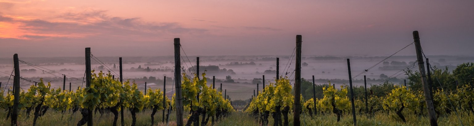 Weinreben im Zwielicht Bild von Pexels auf Pixabay